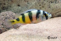 /album/astatotilapia-latifasciata/la1-jpg/