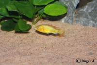 /album/pseudocrenilabrus-multicolor-victoriae/m3-jpg/