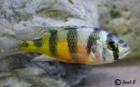 /album/astatotilapia-latifasciata/la22-jpg/