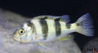 /album/astatotilapia-latifasciata/la33-jpg/