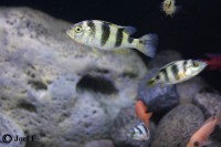 /album/astatotilapia-latifasciata/la44-jpg/