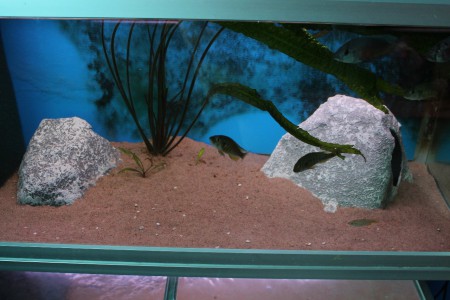 Två moduler med öppningen åt motsatt håll  skapar en illusion av större revir.