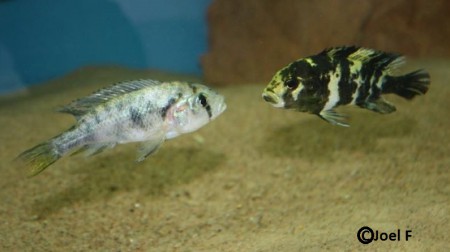 Dispyt mellan två honor