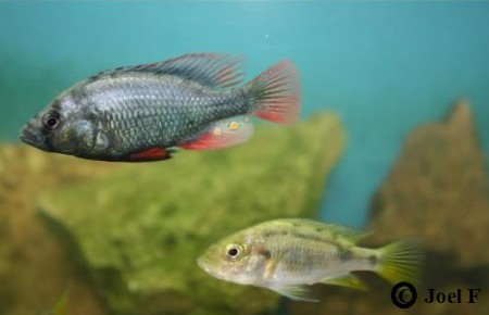 Hane och hona underst