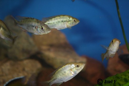 Grupp honor och icke dominanta hane