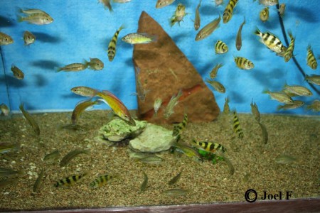 Ungfisk red back och latifasciata