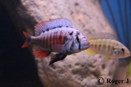 Hane och hona höger