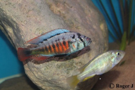 Hane och hona höger