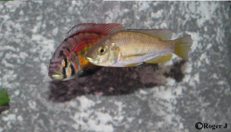 Hane och hona höger