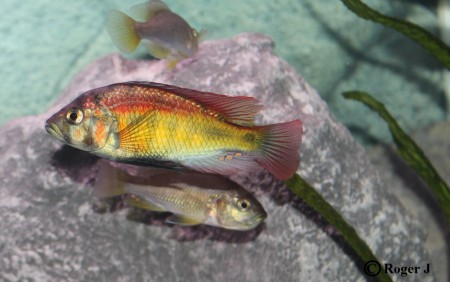 Hane och ruvande hona underst