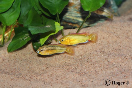 Dominant hane och subdominant