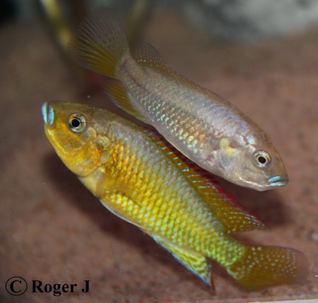 Hane och hona överst