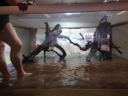 Grymma rötter på 20-25 kg stycket och över 150cm men bra blir det